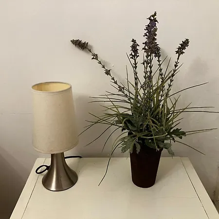 Des Lavandes * Oradour-Fanais