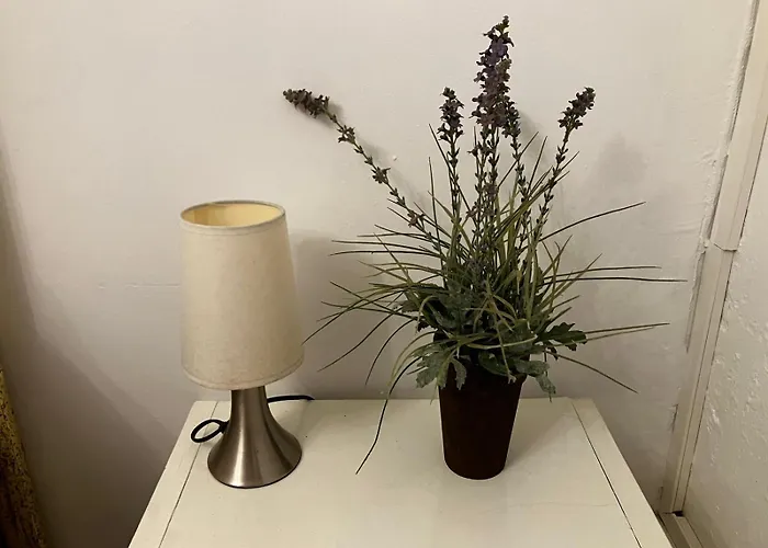 Des Lavandes * Oradour-Fanais